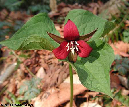 تریلیوم قرمز